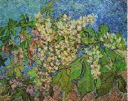 Vincent Van Gogh White Flowers with Blue Background oil painting